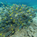 snorkel huatulco, oaxaca