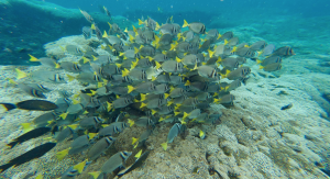 snorkel huatulco, oaxaca