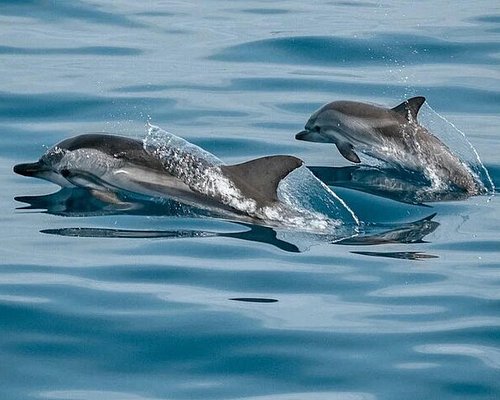 DELFINES