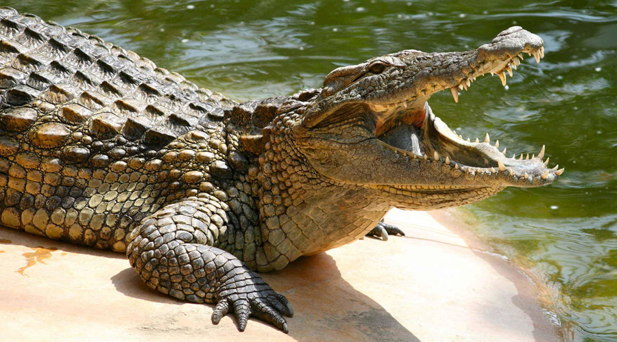 cocodrilo