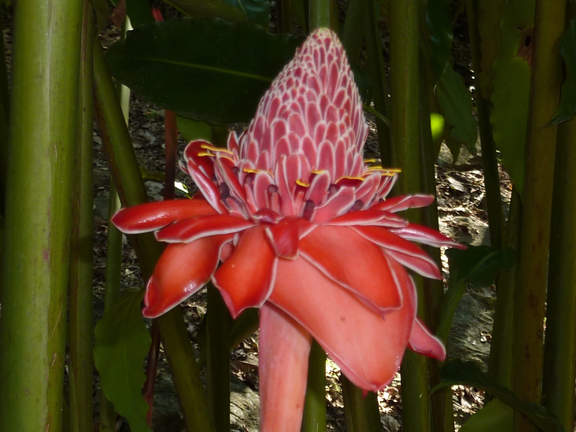 Une fleur de gingembre torche au jardin botanique