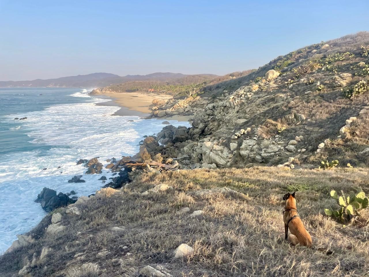 Un chien sur un promontoire au-dessus des vagues