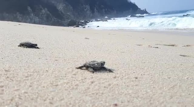 Baby sea turtles crossing the sand toward the waves at Playa Salchi
