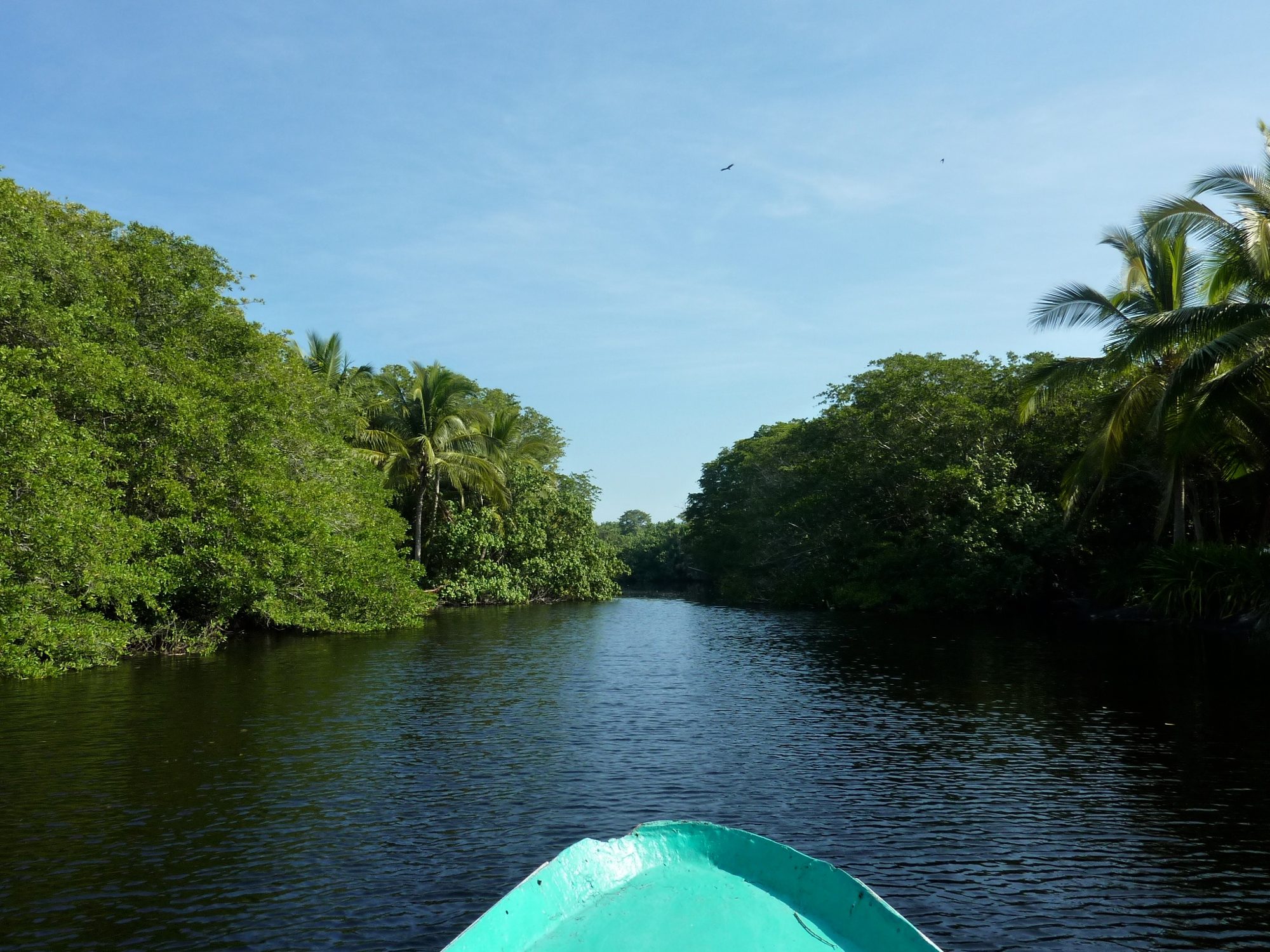 A boat gliding into the mangrove lagoon at La Ventanilla
