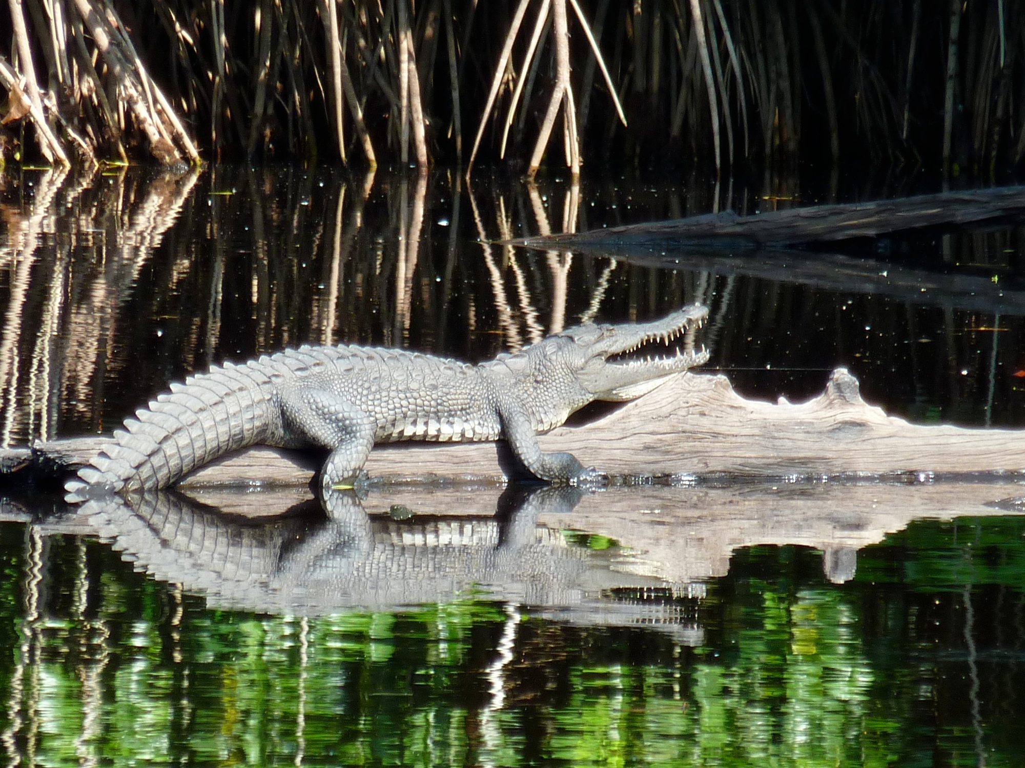 Un crocodile se prélasse dans les mangroves