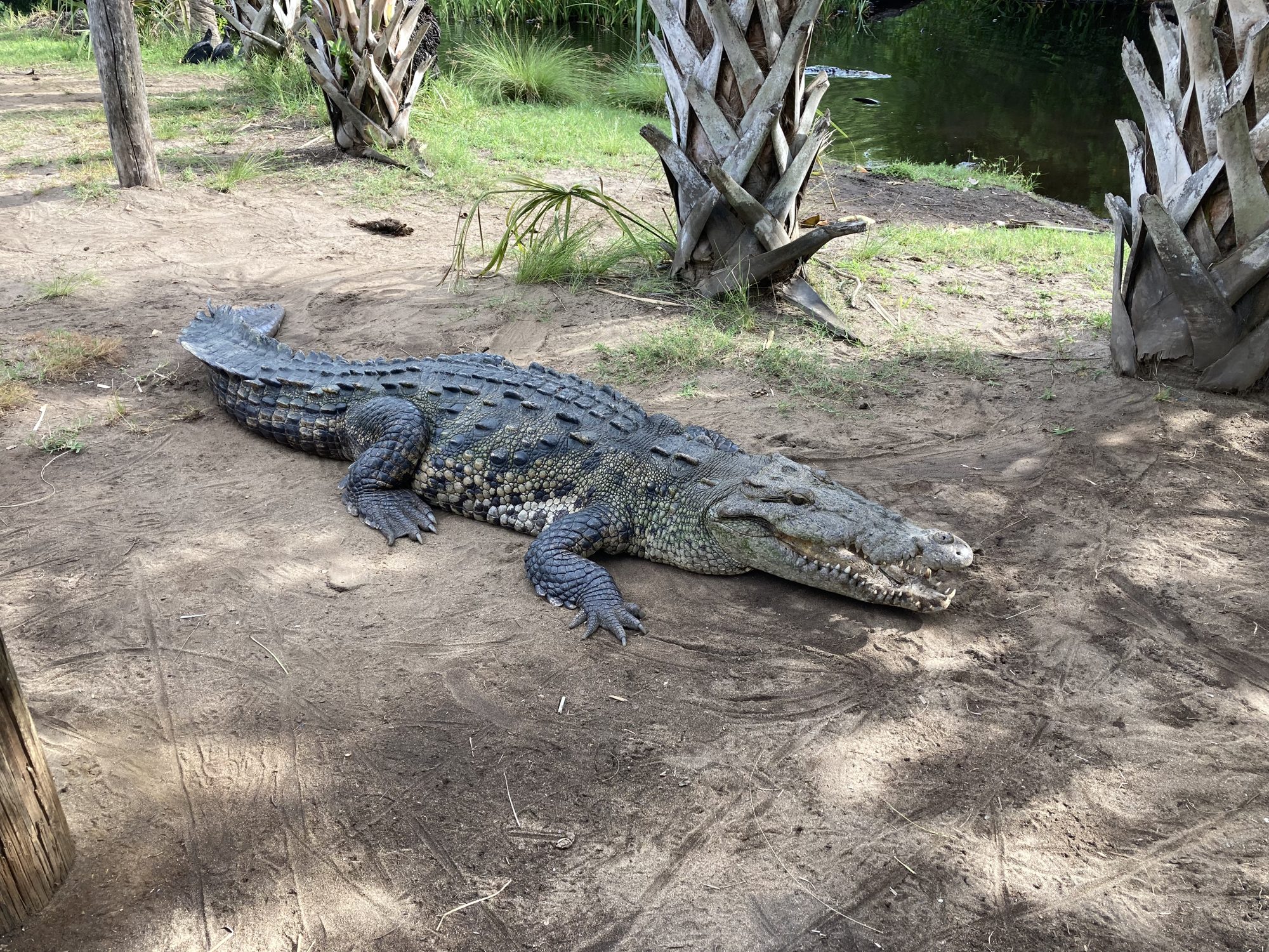 Un crocodile au repos à l’ombre dans la réserve écologique