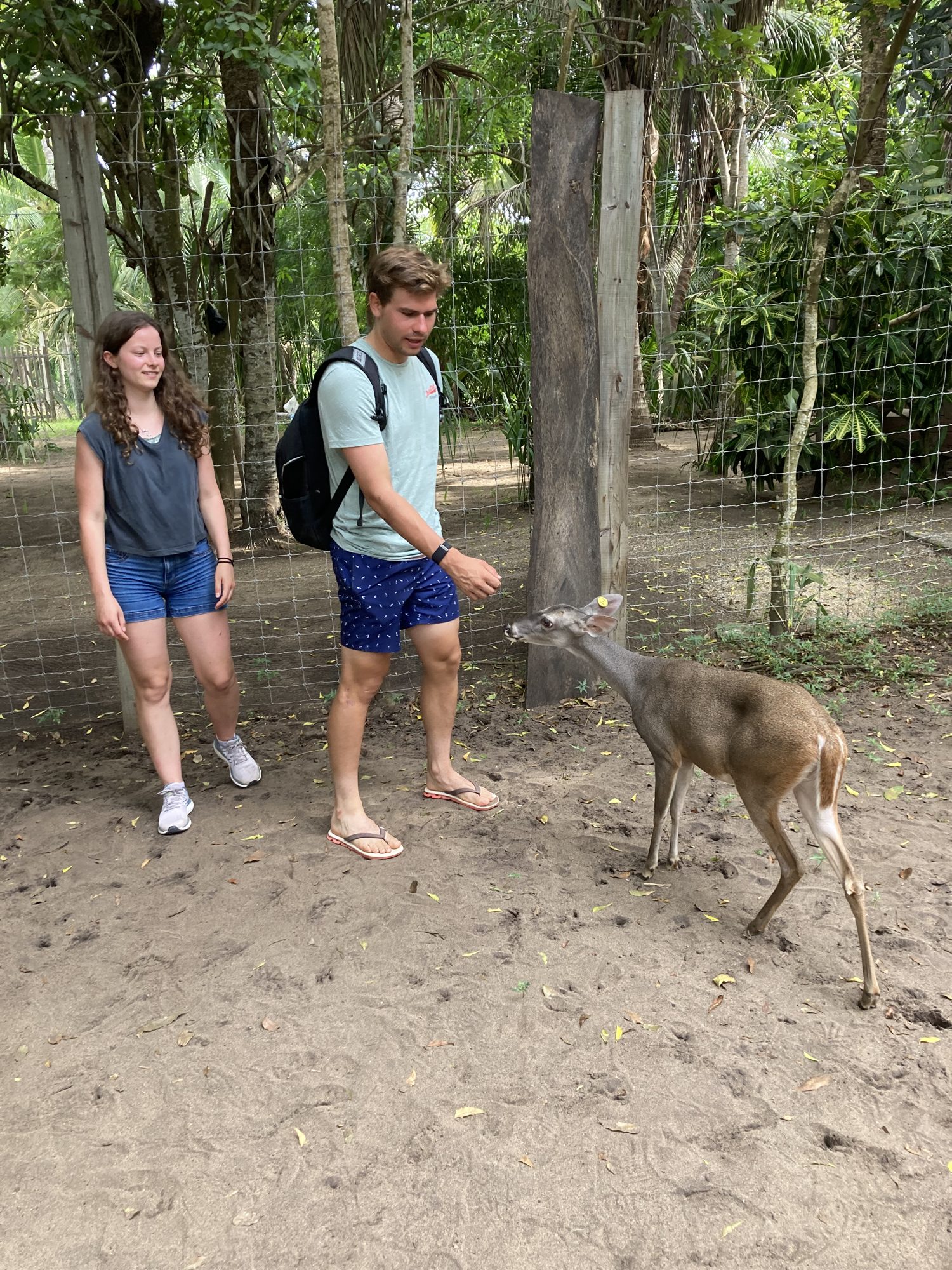 Des visiteurs rencontrent un cerf dans la réserve